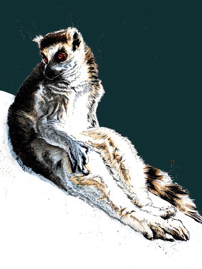 The Lazy Lemur on Midnight Blue, 2020 af Mike Davis