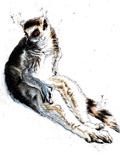 Den dovne lemur på hvidt, 2020 af Mike Davis