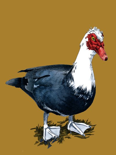The Moscovy Duck on Golden Yellow, 2020 af Mike Davis