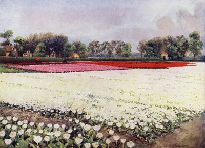 "Her er tulipaner til dig, hvide, til bruden eller begravelsen" (farve litho) af Mima Nixon