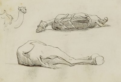 (Kamelstudier) af Miner Kilbourne Kellogg