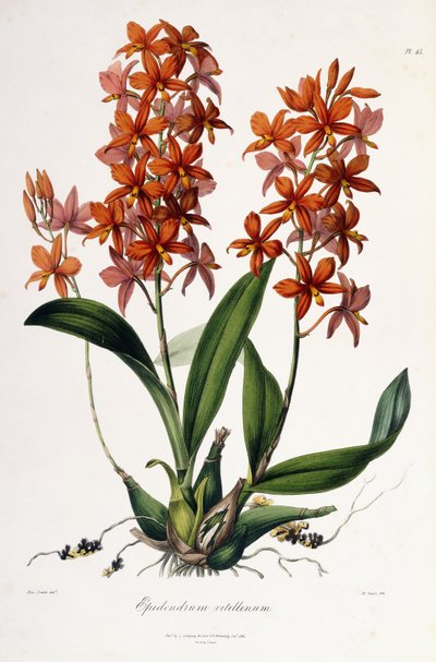 Epidendrum Vitellinus, c.1837-41 af Miss Drake