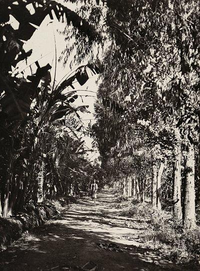 Opbygning af et imperium i den fascistiske tidsalder: en frugtlund i Cheren, 09/05/1936 (s/h foto) af Modestino Baldinetti