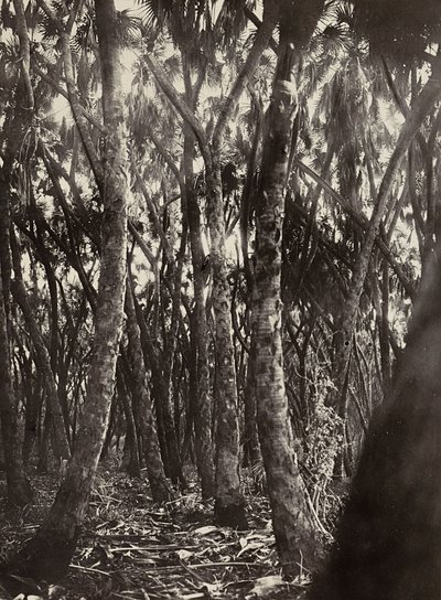 Opbygning af et imperium i den fascistiske tidsalder: en lund af Dum-palmer, 09/05/1936 (s/h foto) af Modestino Baldinetti