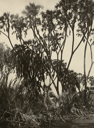 Opbygning af et imperium i den fascistiske tidsalder: en lund af Dum-palmer, 09/05/1936 (s/h foto) af Modestino Baldinetti