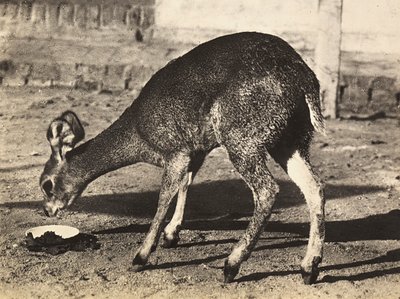 Opbygning af et imperium i den fascistiske tidsalder: en antilope, 09/05/1936 (s/h foto) af Modestino Baldinetti