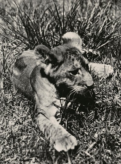Opbygning af et imperium i den fascistiske tidsalder: et eksempel på en ung løve, 09/05/1936 (s/h foto) af Modestino Baldinetti