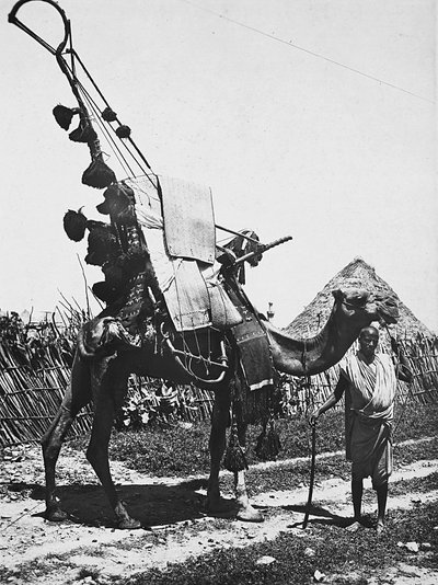 Bygning af et imperium i den fascistiske tidsalder: kamel med finesser til en bryllupsceremoni, 09/05/1936 (s/h foto) af Modestino Baldinetti