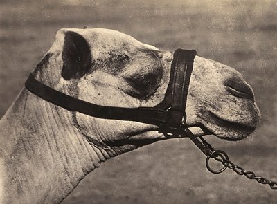 Opbygning af et imperium i den fascistiske tidsalder: leder af en bisciari kamel, 09/05/1936 (s/h-billede) af Modestino Baldinetti
