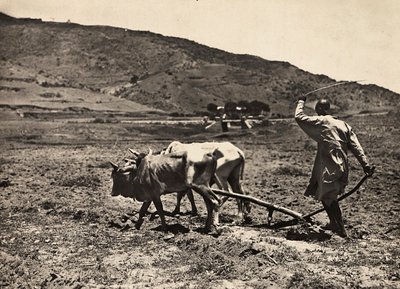 Opbygning af et imperium i den fascistiske tidsalder: pløjning på altopiano, 09/05/1936 (s/h foto) af Modestino Baldinetti