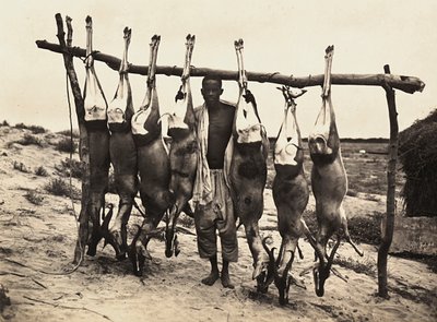 Opbygning af et imperium i den fascistiske tidsalder: nogle fangede hjorte, 09/05/1936 (s/h foto) af Modestino Baldinetti