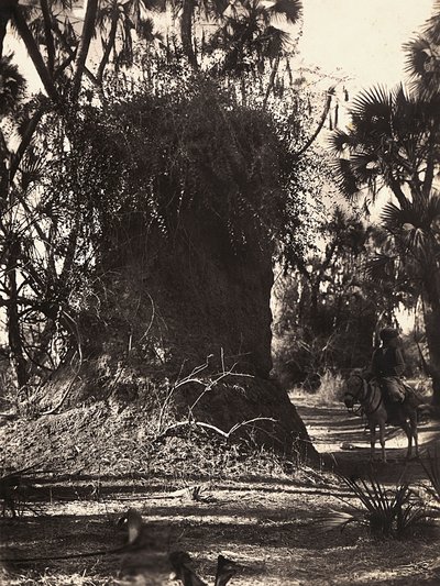 Opbygning af et imperium i den fascistiske tidsalder: termitkoloni, 09/05/1936 (s/h foto) af Modestino Baldinetti