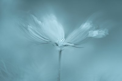 Drømmende blå blomst af Molly Fu APA
