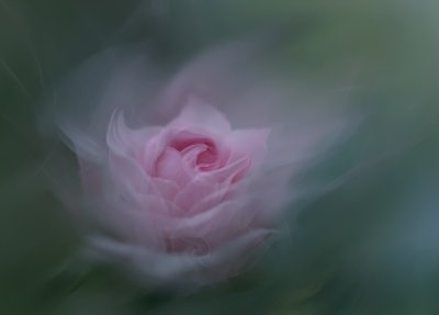 Drømmende lyserød rose af Molly Fu APA