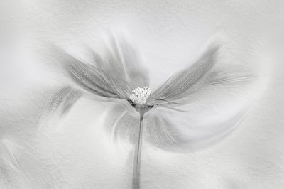Æterisk blomstring i bevægelse af Molly Fu APA