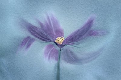 Æterisk lilla blomst af Molly Fu APA
