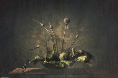 Mørkt botanisk stilleben af Monique van Velzen