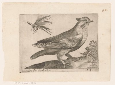 Pestvogel (Bombycilla garrulus) Colonbo indiano (titel på objekt) Vogels (serietitel) af Monogrammist AG