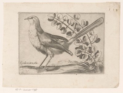 Vogel Codazinzola (titel på objekt) Vogels (serietitel) af Monogrammist AG