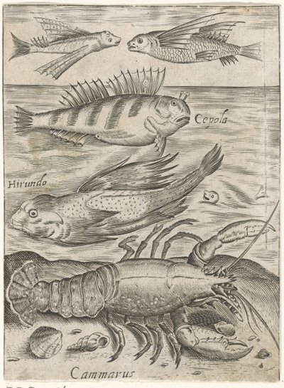 Studieark med fire fisk og en hummer Piscium vivae-ikoner (serietitel) af Monogrammist P+P