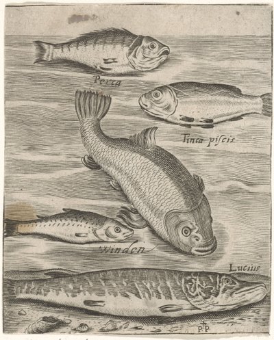 Studieblad met vijf vissen Fisk live-ikoner (serietitel) af Monogrammist P+P