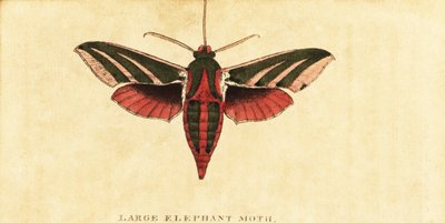Elefanthøgmøl, Deilephila elpenor., 1800 (gravering) af Moses Harris