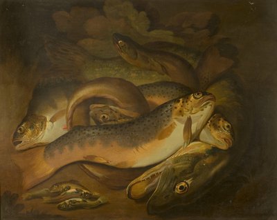 Fisk af Moses Haughton