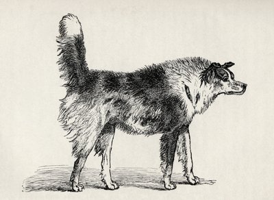 Halvavlet hyrdehund med fjendtlige hensigter, fra Charles Darwins 