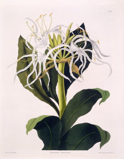 Pancratium Speciosum, plade 47 fra 