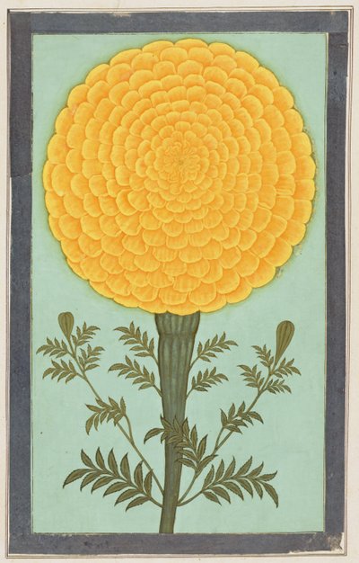 A Marigold, fra Small Clive Album (wc på papir) af Mughal School
