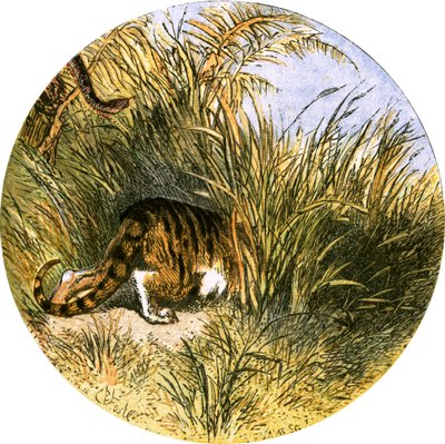 Illustration til 