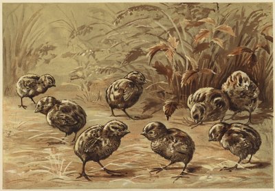 Moder agerhøne (litho) af N. Parker