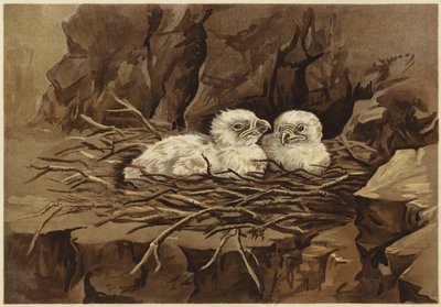 Ørnens eyrie (litho) af N. Parker