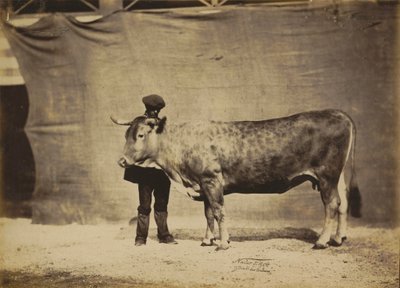 Garonnaise-ko, 5 til 6 år gammel, 1856 (foto) af Nadar Jeune (1825 1903)