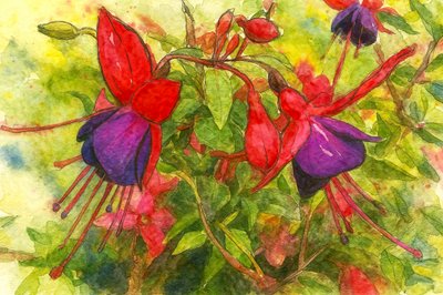 Levende fuchsiafarvede blomster af Natalie Bruns