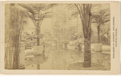 Trofæer [plantevækster, interiør i Crystal Palace]. af Negretti and Zambra