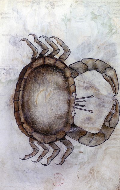 Sloane 3983 f.14v, En krabbe, stjernetegn for kræft af Netherlandish School