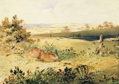 Hare i et landskab, 1827 (wc med kropsfarve, gummi arabicum og grafit på papir) af Newton Fielding
