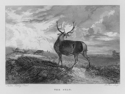 The Stag (gravering) af Newton Fielding