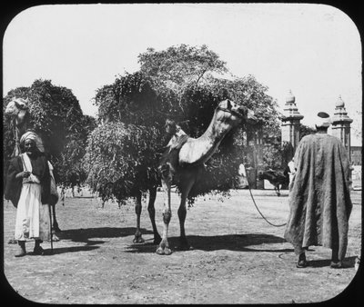 Kameler med foder, Egypten, c1890. af Newton and Co