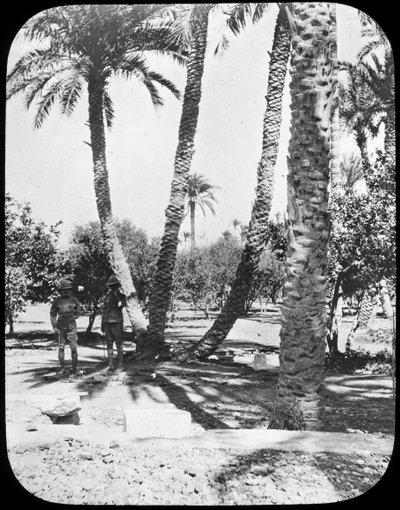 General Gordons Garden, Khartoum, Sudan, c1890 af Newton and Co