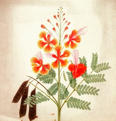 Blomsterstudie, ca. 1840 (akvarel) af Nicholas Tomlinson
