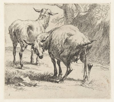 Pissende ooi en een schaap Schapen (serietitel) Dyr draget til livet og trykt i vand af stærk luft af Nicolai Berchems atelier og kunst (serietitel) af Nicolaes Pietersz Berchem