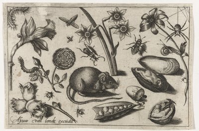 Blomster, en mus, insekter og en musling Fugle, blomster, insekter etc. (serietitel) af Nicolaes de Bruyn (possibly)