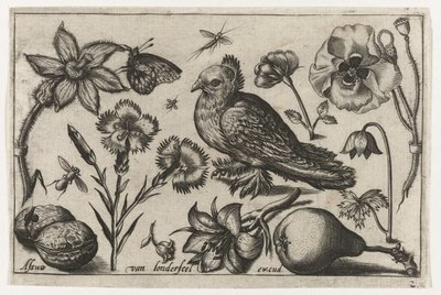 Blomster, en pære og en due Fugle, blomster, insekter etc. (serietitel) af Nicolaes de Bruyn (possibly)