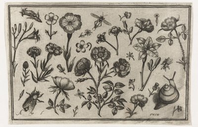 Blomster, en flue og en snegl Fugle, blomster, insekter etc. (serietitel) af Nicolaes de Bruyn (possibly)