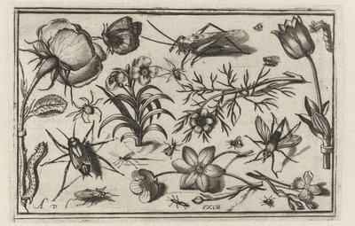 Blomster og insekter Fugle, blomster, insekter etc. (serietitel) af Nicolaes de Bruyn (possibly)
