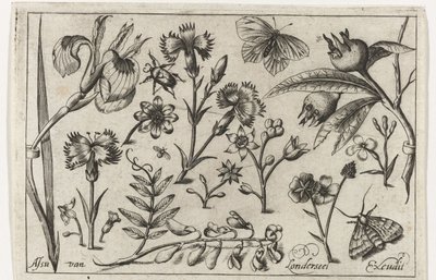 Blomster og sommerfugle Fugle, blomster, insekter etc. (serietitel) af Nicolaes de Bruyn (possibly)