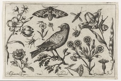 Blomster, insekter, natpåfugleøje og en krage Fugle, blomster, insekter etc. (serietitel) af Nicolaes de Bruyn (possibly)