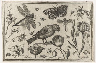 Blomster, guldsmede og fugl Fugle, blomster, insekter etc. (serietitel) af Nicolaes de Bruyn (possibly)